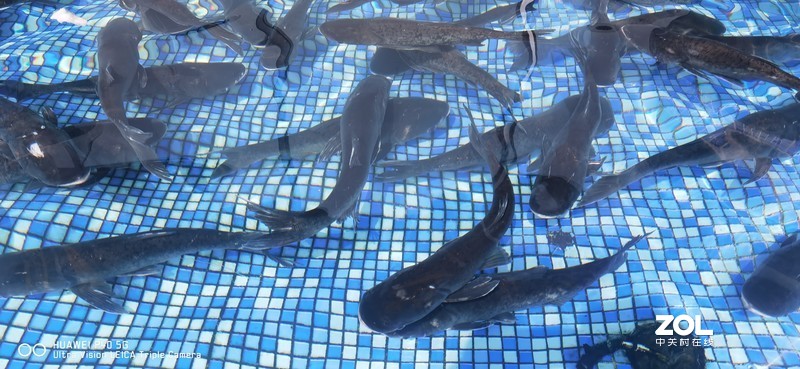 P40新机印象及试机片（附反光消除效果前后对比照）