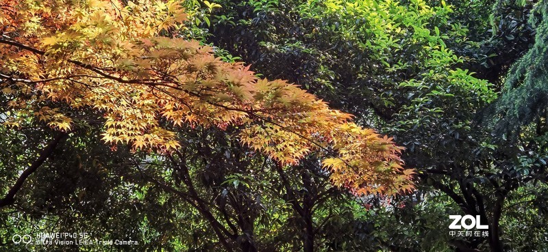 P40新机印象及试机片（附反光消除效果前后对比照）