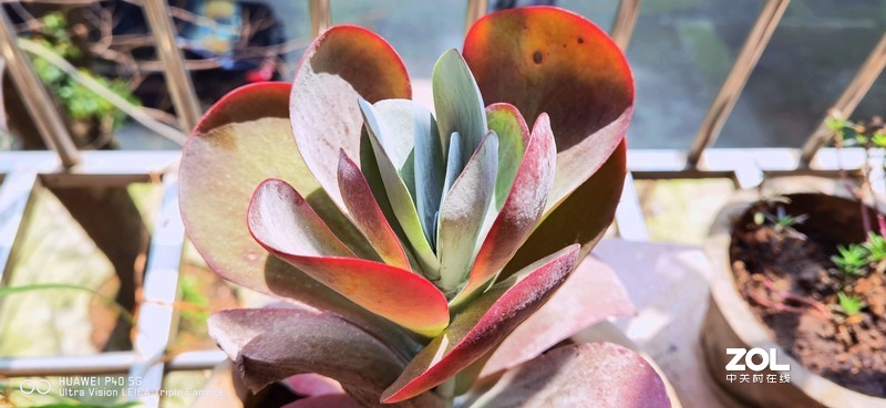 P40新机印象及试机片（附反光消除效果前后对比照）