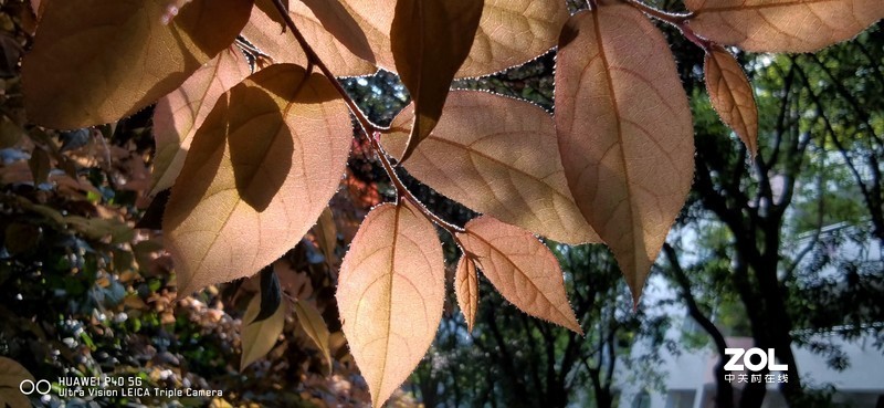 P40新机印象及试机片（附反光消除效果前后对比照）