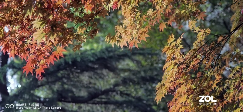 P40新机印象及试机片（附反光消除效果前后对比照）