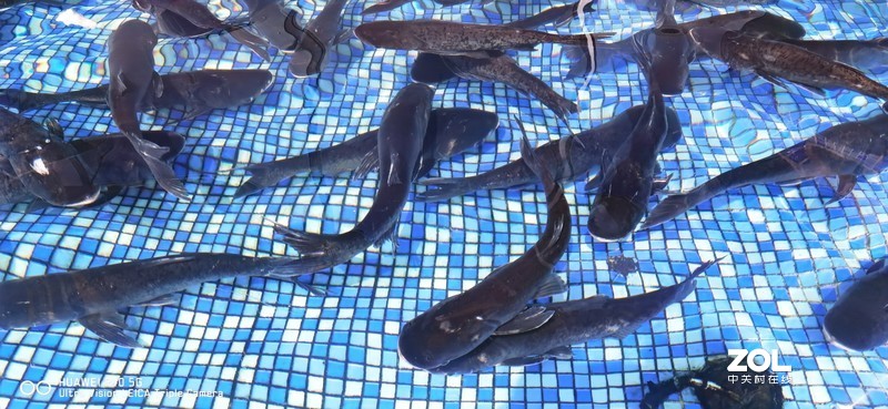 P40新机印象及试机片（附反光消除效果前后对比照）