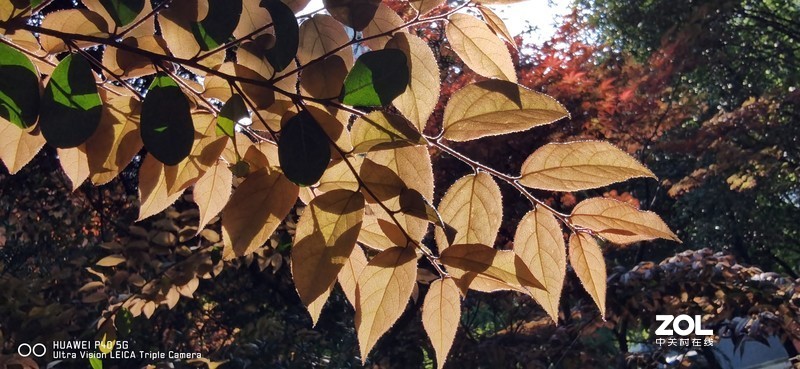 P40新机印象及试机片（附反光消除效果前后对比照）