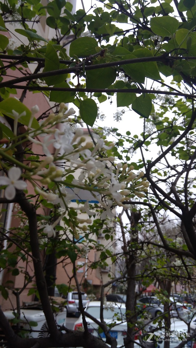 #大神F1极速版拍照#丁香花开