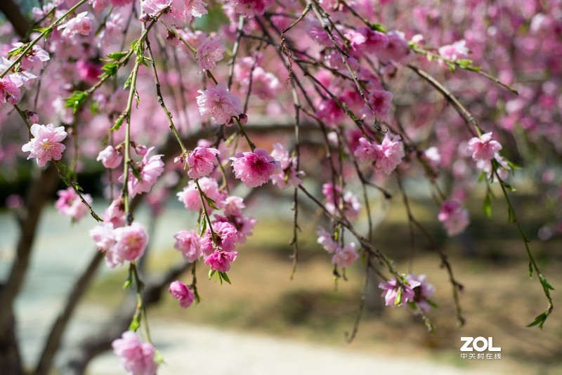 植物园万花齐放，岂能错过，d610+(尼康50-1.8d)