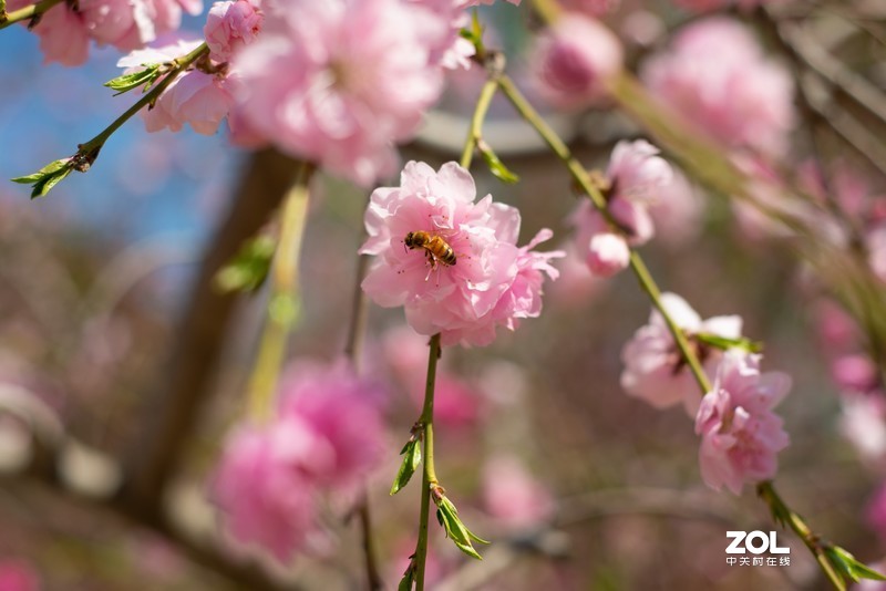 植物园万花齐放，岂能错过，d610+(尼康50-1.8d)