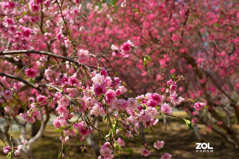 植物园万花齐放，岂能错过，d610+(尼康50-1.8d)