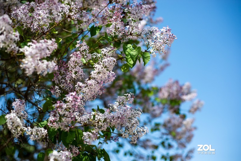 植物园万花齐放，岂能错过，d610+(尼康50-1.8d)