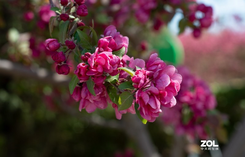 植物园万花齐放，岂能错过，d610+(尼康50-1.8d)