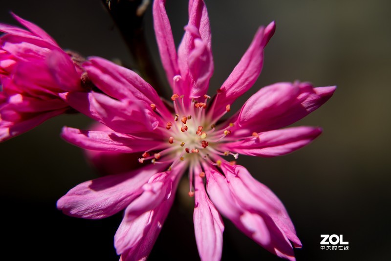 植物园万花齐放，岂能错过，d610+(尼康50-1.8d)