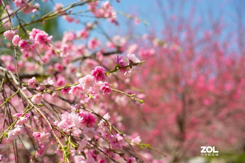 植物园万花齐放，岂能错过，d610+(尼康50-1.8d)