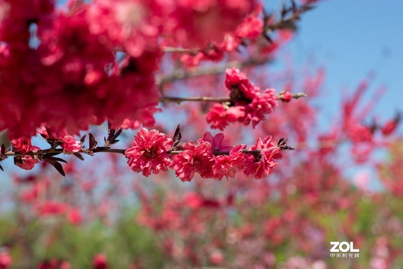 植物园万花齐放，岂能错过，d610+(尼康50-1.8d)