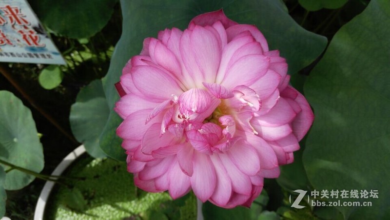 KOL大神出品~荷花恋