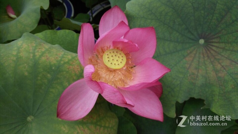 KOL大神出品~荷花恋