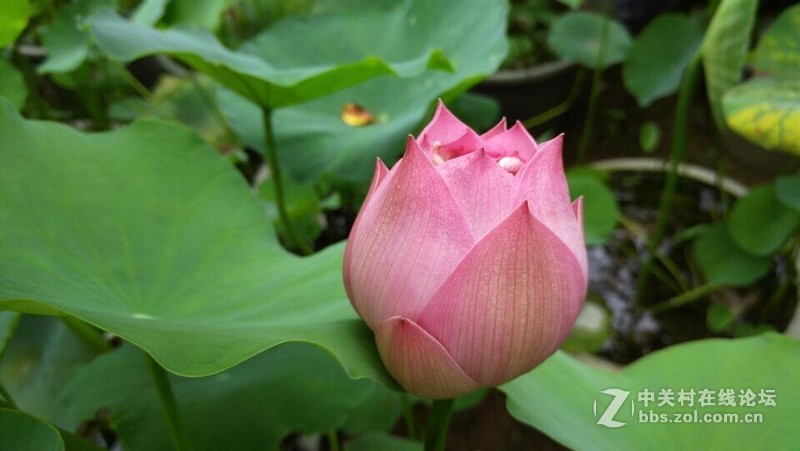 KOL大神出品~荷花恋