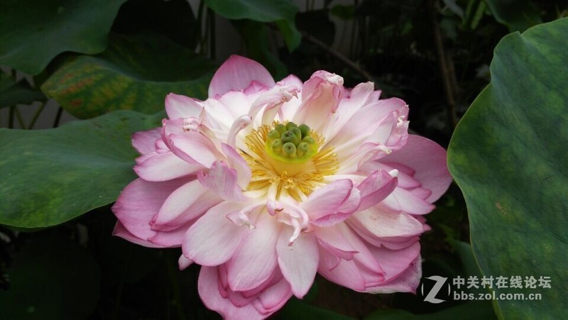 KOL大神出品~荷花恋