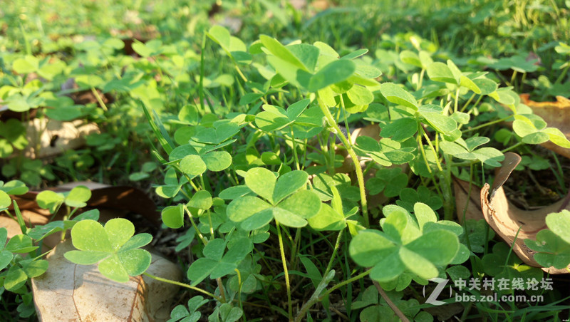 #手机# 玉般剔透，珠般玲珑，X5Pro体验试玩