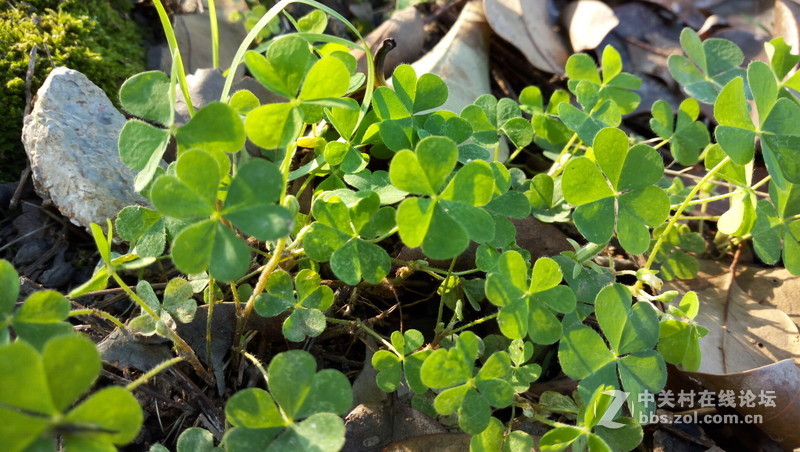 #手机# 玉般剔透，珠般玲珑，X5Pro体验试玩