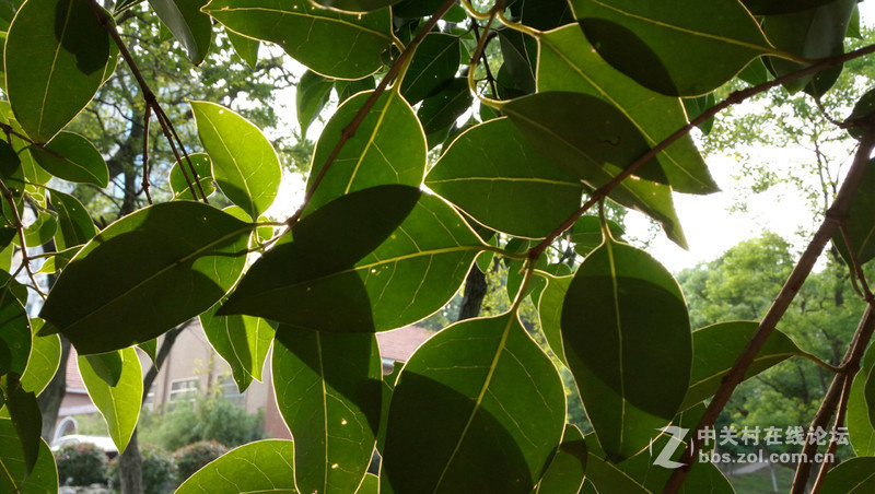 #手机# 玉般剔透，珠般玲珑，X5Pro体验试玩