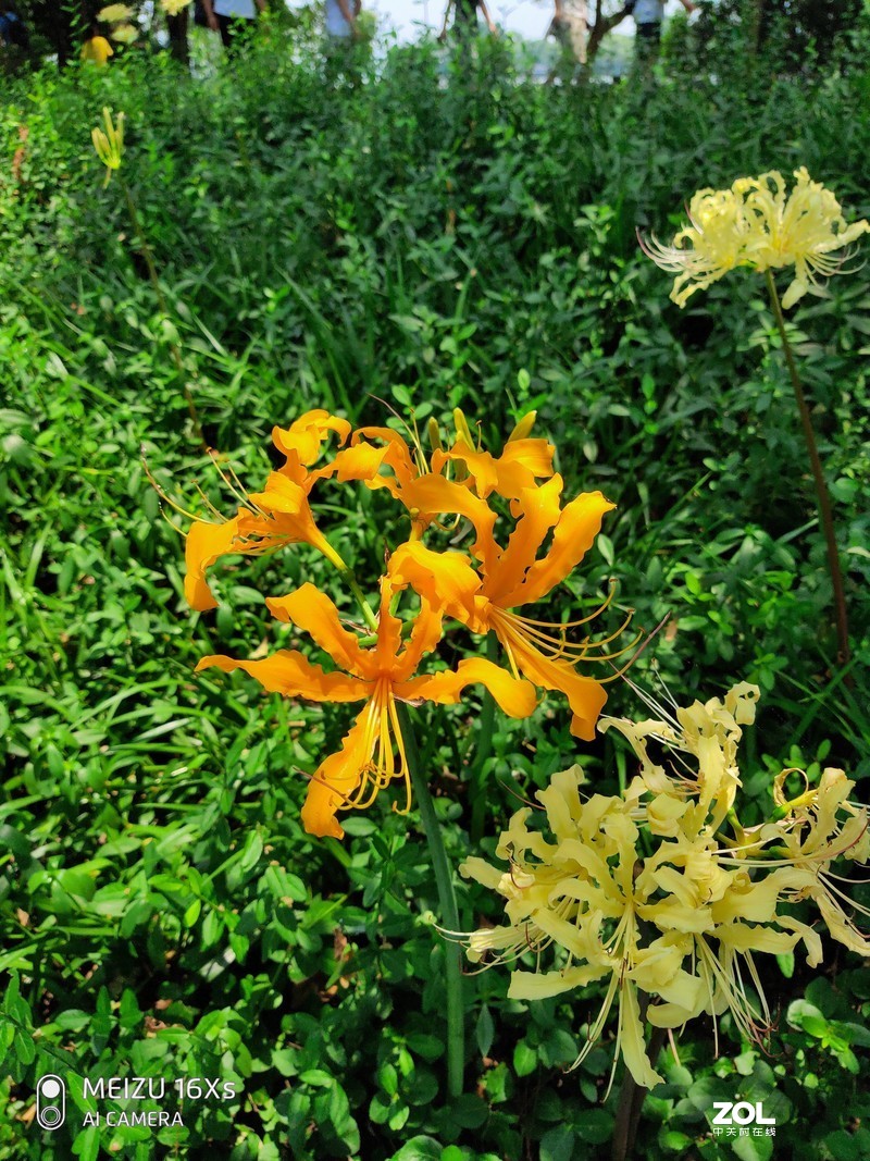 【魅族16Xs试用】不随波逐流的千元均衡机——魅族16Xs全方位体验记录