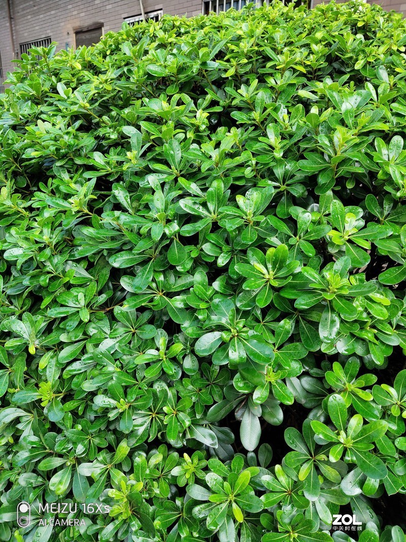 【魅族16Xs试用】不随波逐流的千元均衡机——魅族16Xs全方位体验记录