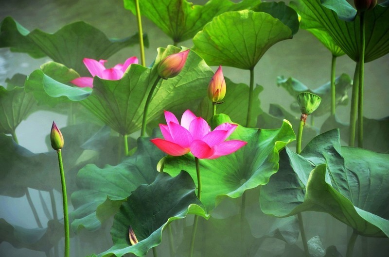 夏日的荷花