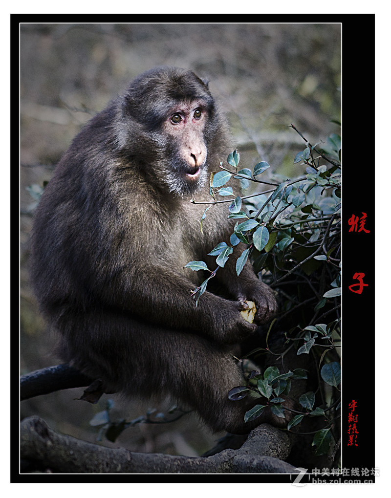 九华山野生猴子