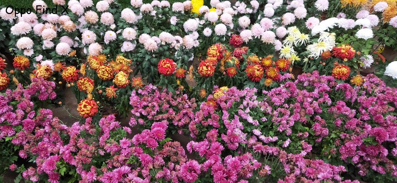 千帆尽览，你是澎湃心潮、也是归尘所望——万字长评OnePlus一加7T Pro