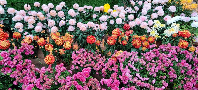 千帆尽览，你是澎湃心潮、也是归尘所望——万字长评OnePlus一加7T Pro