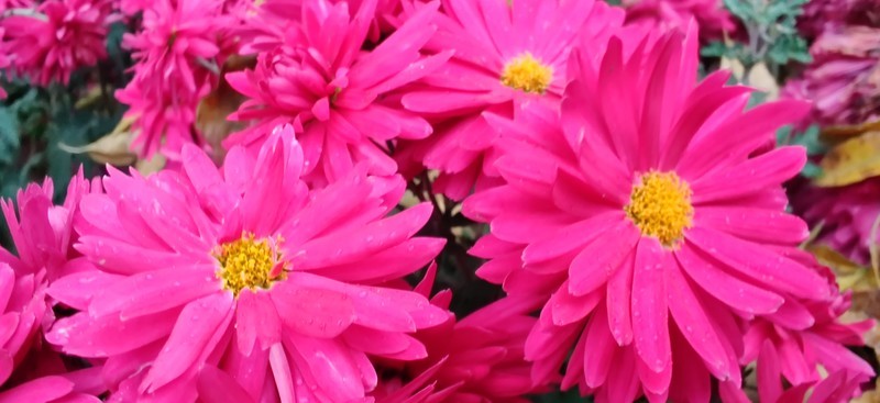 千帆尽览，你是澎湃心潮、也是归尘所望——万字长评OnePlus一加7T Pro