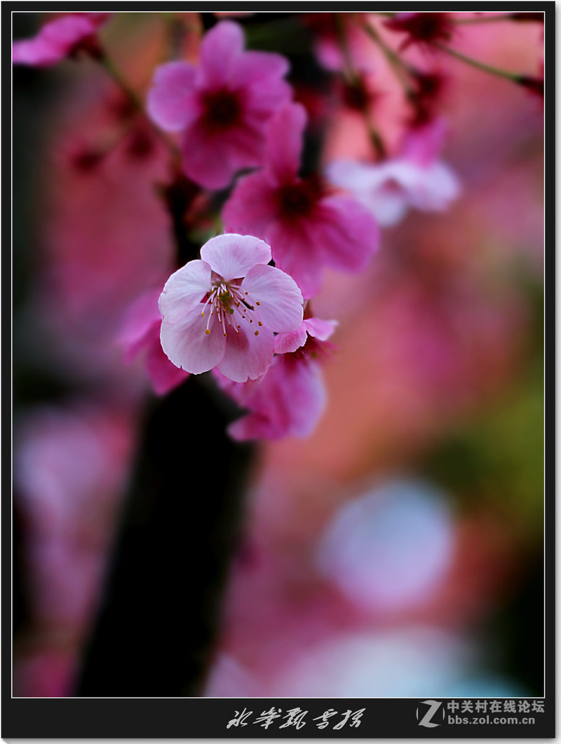 似玉般的樱花