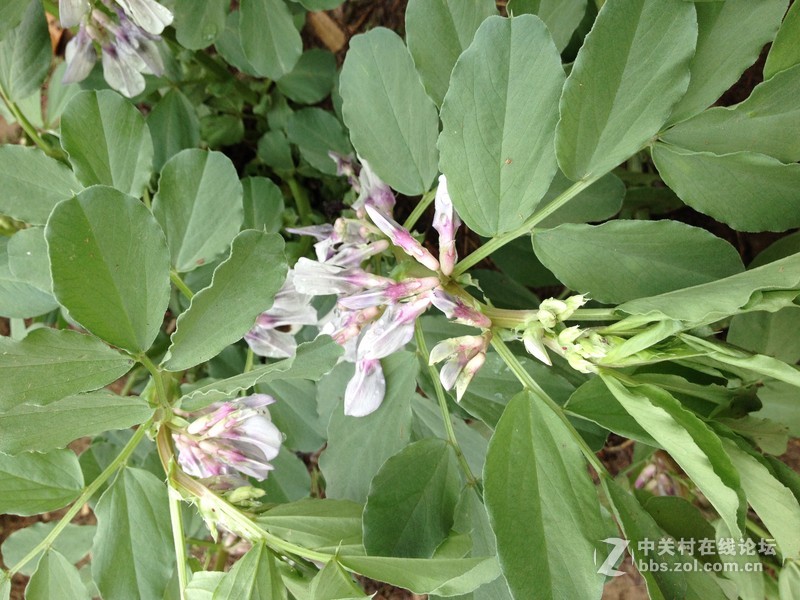 清明时的郊外