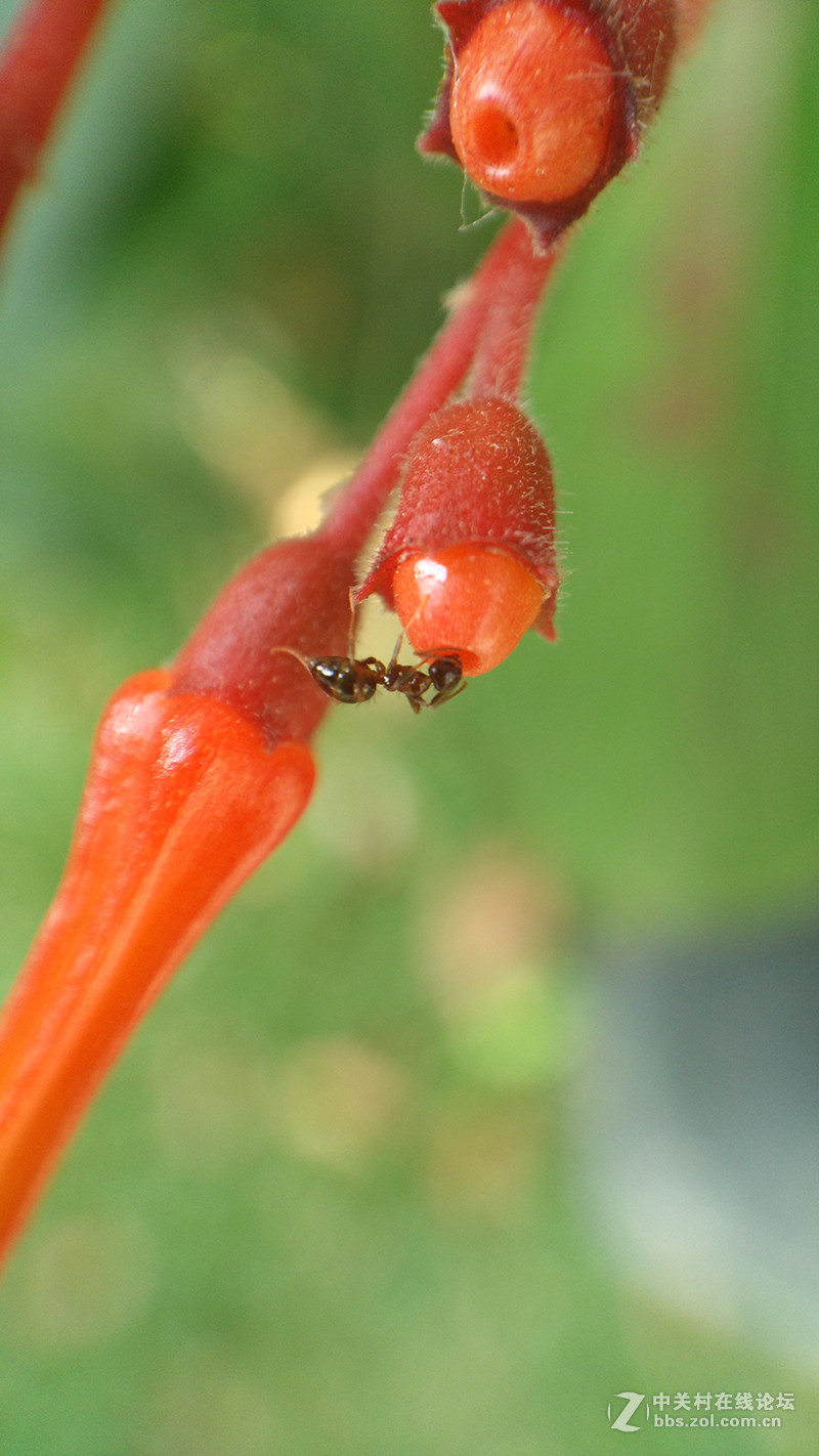 外接爱派赛20倍微距镜头