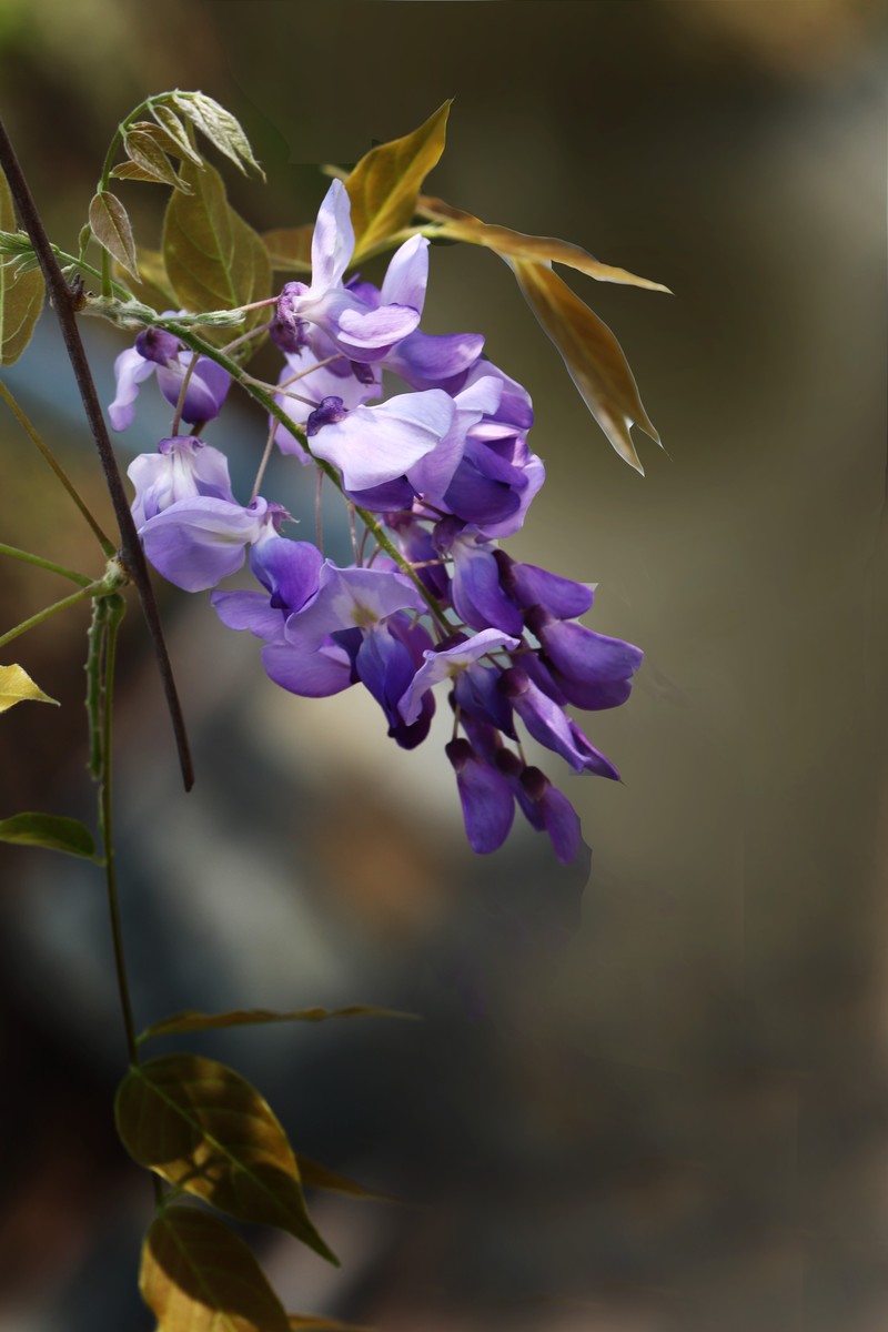 紫藤花-中关村在线摄影论坛