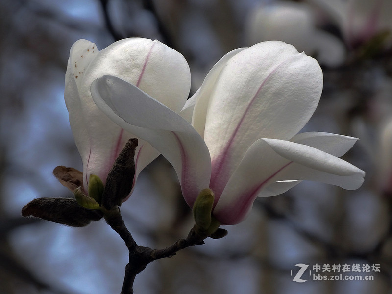 玉兰