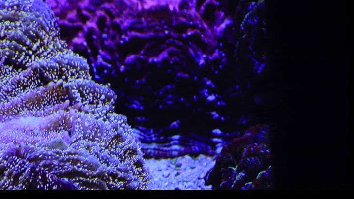 画面无感矫正，当贝投影仪F1C功能再升级，价格却更香