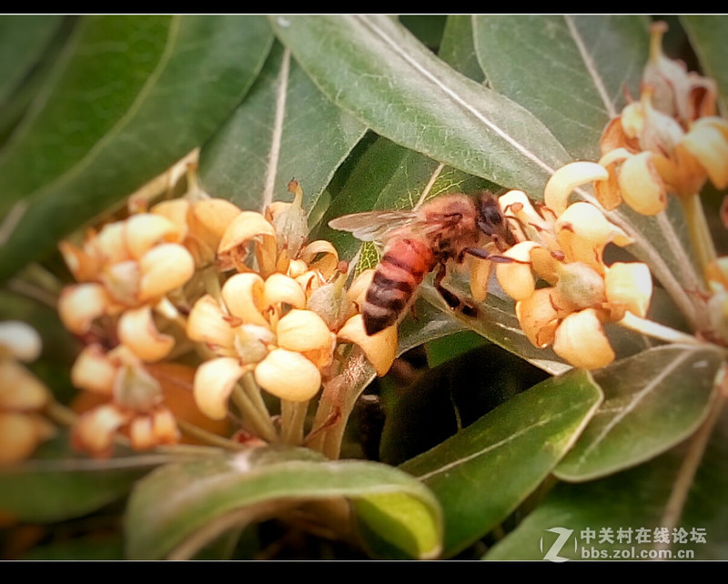 #檬懂青春，有声有色！#不止好一点——乐檬K3 NOTE试用体验之三：样张