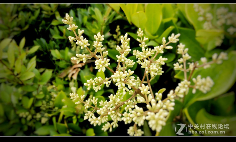 #檬懂青春，有声有色！#不止好一点——乐檬K3 NOTE试用体验之三：样张