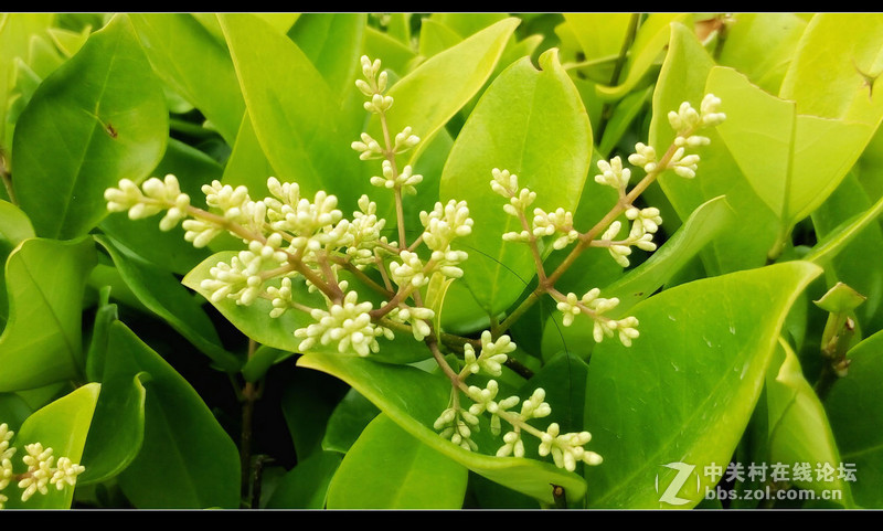 #檬懂青春，有声有色！#不止好一点——乐檬K3 NOTE试用体验之三：样张