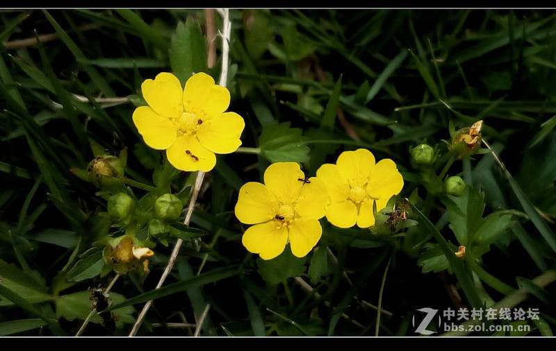 #檬懂青春，有声有色！#不止好一点——乐檬K3 NOTE试用体验之三：样张