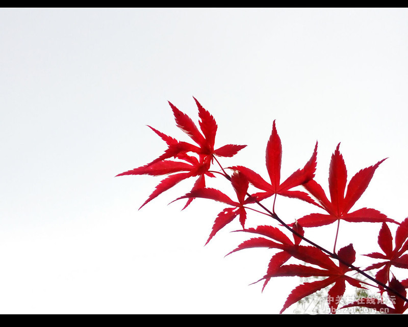 #檬懂青春，有声有色！#不止好一点——乐檬K3 NOTE试用体验之三：样张