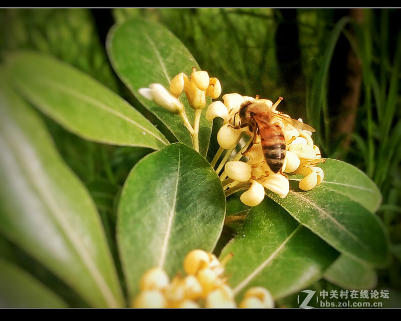 #檬懂青春，有声有色！#不止好一点——乐檬K3 NOTE试用体验之三：样张