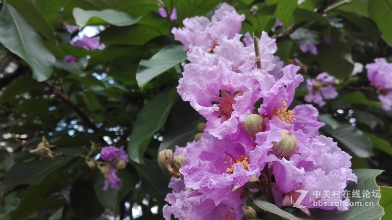 华为P8随手拍几张-----欢迎大家欣赏！