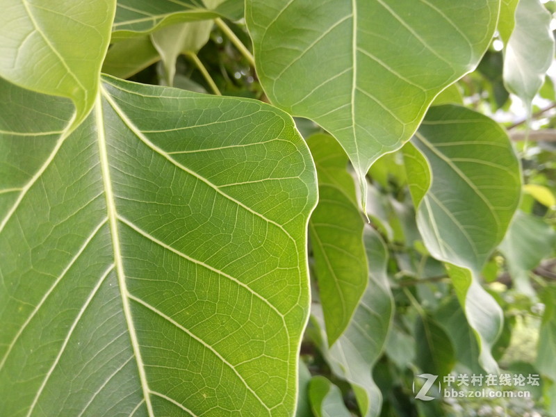 OPPO R7随手拍几张-------欢迎大家欣赏！