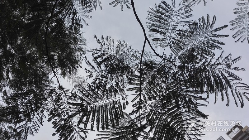 华为P8随手拍几张-----欢迎大家欣赏！