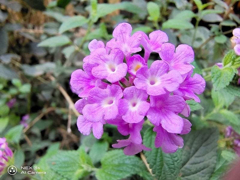 无界无边，全面屏NEX 3S深度评测（二）