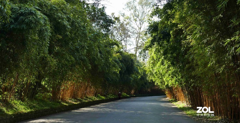 抗疫激战其正酣，后山生机已盎然