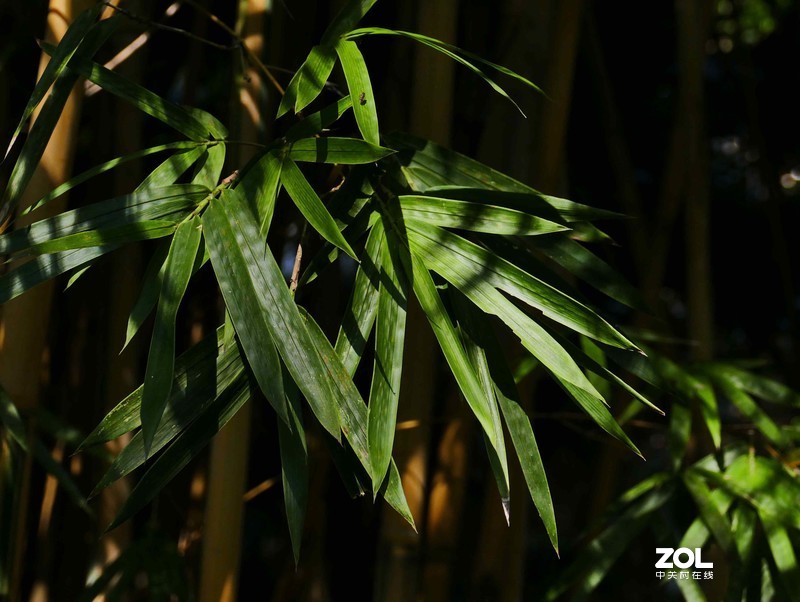 抗疫激战其正酣，后山生机已盎然