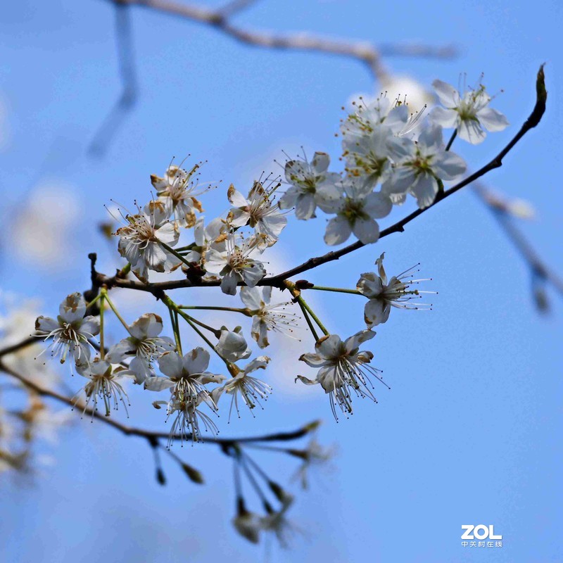 抗疫激战其正酣，后山生机已盎然