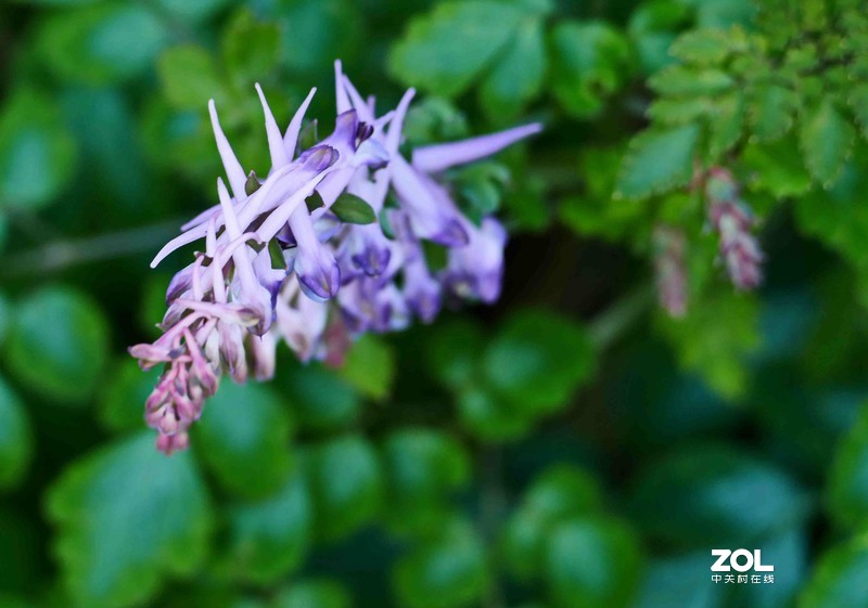 抗疫激战其正酣，后山生机已盎然